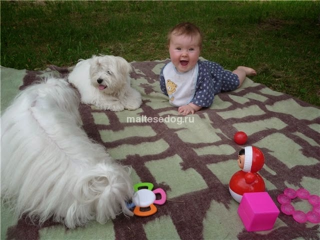 Maltese and children